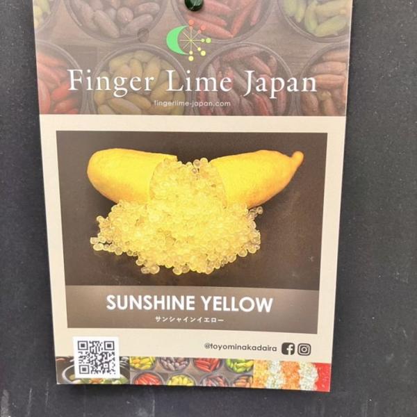 こるふぁーむ フィンガーライム 5号 サンシャインイエロー（代引き不可）｜柑橘｜果樹10-CO