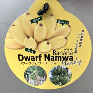 国華園 耐寒性バナナ ドワーフナムワーハーディ 1株 トロピカル