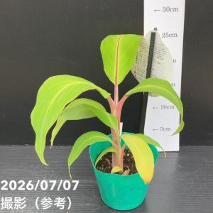 バナナ ドワーフ ナムワー ハーディー 4号|...の詳細画像1