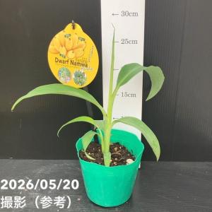 バナナ ドワーフ ナムワー ハーディー 4号|...の詳細画像3