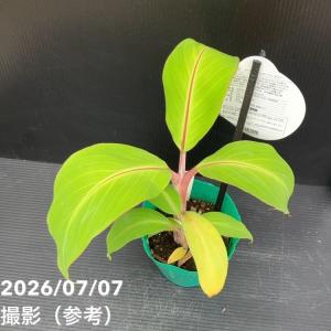 バナナ ドワーフ ナムワー ハーディー 4号|...の詳細画像2