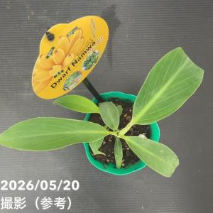 バナナ ドワーフ ナムワー ハーディー 4号|...の詳細画像5