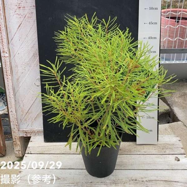 バンクシア スピヌロサ ヘアピンバンクシア 5.5号｜花木04-PA