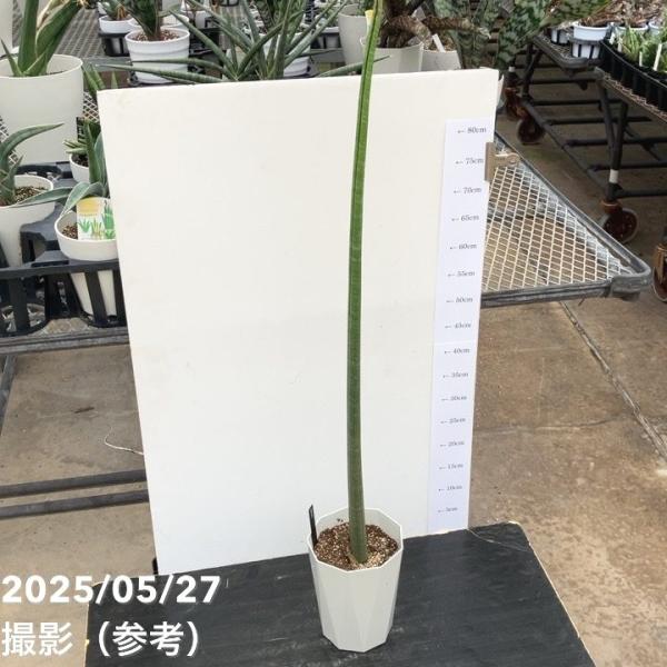 サンスベリア 6号 スタッキー プラ鉢仕様｜s200｜観葉02-D2