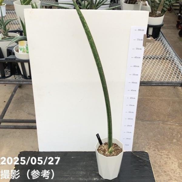 サンスベリア 6号 マイウイバット プラ鉢仕様｜s200｜観葉02-D2
