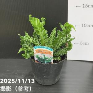 観葉植物 スキンダプサス オルモストシルバー Scindapsus pictus