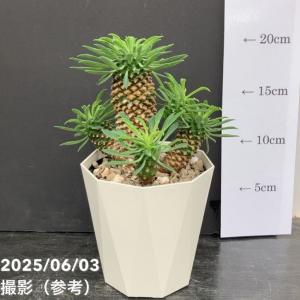 おしゃれ 観葉植物：ソテツ*蘇鉄 4号 プラポット : 遊恵盆栽