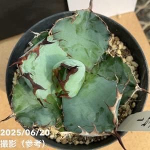 【カッコいい!現品お届け】アガベ 3.5号 チ...の詳細画像5