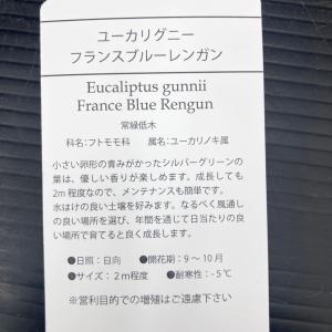 ユーカリグニー フランスブルー レンガン 4号...の詳細画像5