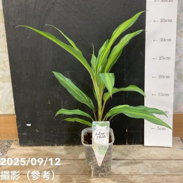 コルジリネ ブランディライム 3号ロング透明スリット鉢｜観葉04-PA