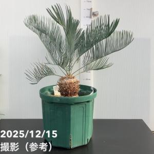 【激レア！現品お届け】サイカス カイルンシアナ（ブルーソテツ）10号スリット鉢｜観葉01-D1