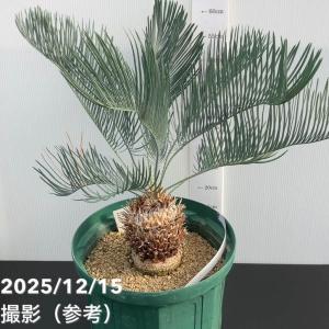 【激レア!現品お届け】サイカス カイルンシアナ...の詳細画像1