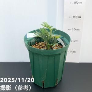 【激レア！現品お届け】エンセファラルトス ホリダス（ヒメオニソテツ） 5号ロングスリット鉢 240-004293｜観葉01-D1