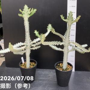 ユーフォルビア クリスタータ ホワイトゴースト...の詳細画像3