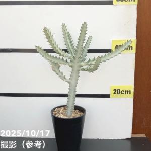 ユーフォルビア クリスタータ ホワイトゴースト...の詳細画像2