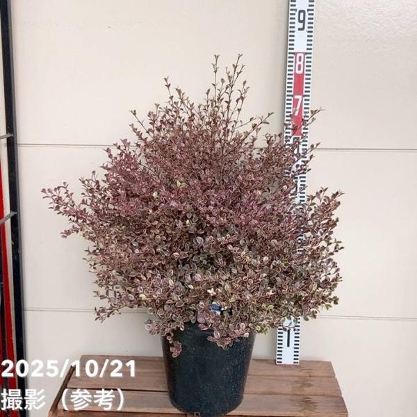 ＜特大株＞ロフォミルタス マジックドラゴン 8号鉢 PVP｜花木04-PA