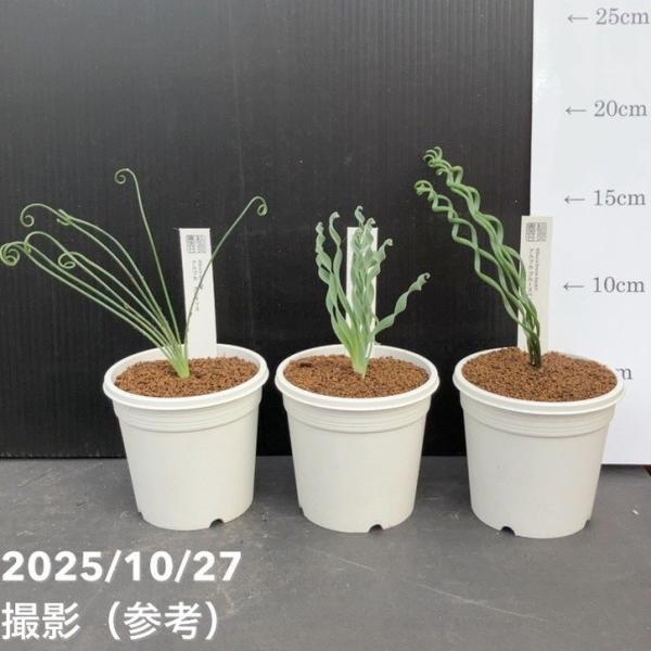 【期間限定ストアポイント10倍！】アルブカ 3号 3種セット（ブルースベイエリ・コンコルディアナ ベ...