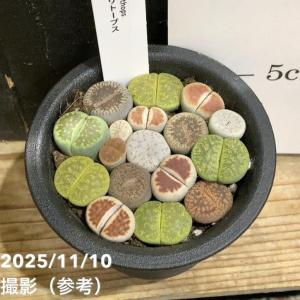 リトープス 2.5号|観葉04-PAの詳細画像2