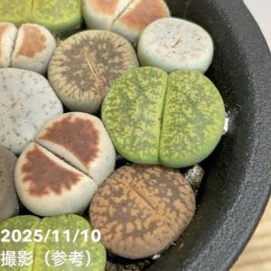 リトープス 2.5号|観葉04-PAの詳細画像3