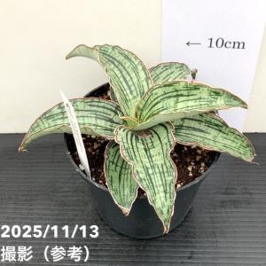 サンスベリア 4号 クレオパトラ プラ鉢|観葉0...の商品画像