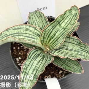 サンスベリア 4号 クレオパトラ プラ鉢|観葉...の詳細画像1