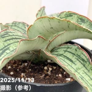 サンスベリア 4号 クレオパトラ プラ鉢|観葉...の詳細画像2
