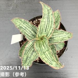サンスベリア 4号 クレオパトラ プラ鉢|観葉...の詳細画像3