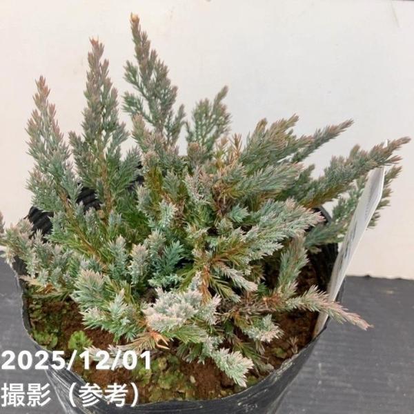 コニファー這性 ブルーチップ 5号｜花木10-TU