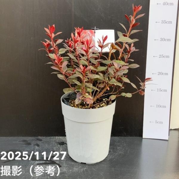 赤葉ツツジ カッパーエバー 5号×3株セット｜花木10-TU