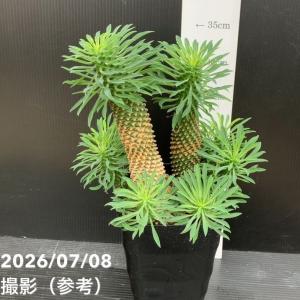 ユーフォルビア パイナップルコーン ソテツキリン（蘇鉄麒麟）5号｜観葉10-TU