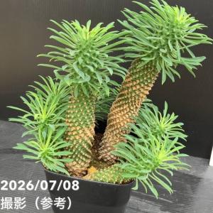 ユーフォルビア パイナップルコーン ソテツキリ...の詳細画像1
