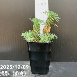 ユーフォルビア パイナップルコーン ソテツキリ...の詳細画像2