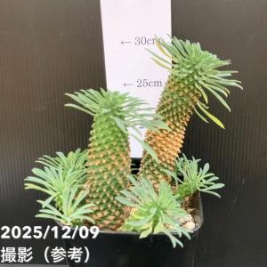 ユーフォルビア パイナップルコーン ソテツキリ...の詳細画像3