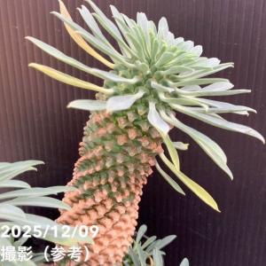 ユーフォルビア パイナップルコーン ソテツキリ...の詳細画像4