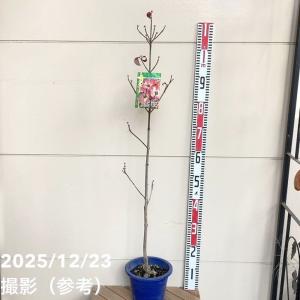 ハナミズキ ジュニアミス 6号｜s200｜花木01-D1