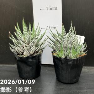 ハオルチア 十二の巻（ジュウニノマキ）ワイドバンド 2.5号 2鉢セット｜観葉10-TU