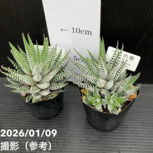 ハオルチア 十二の巻(ジュウニノマキ)ワイドバ...の詳細画像3