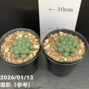 【65周年記念P11倍】ハオルチア オブツーサ 3号 2鉢セット｜観葉10-TU