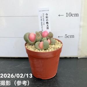 プレイオスピロス 令和の桃太郎 2.5号｜観葉10-TU