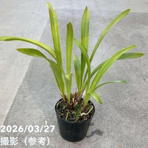 ＜花芽2個＞ミスマフェット 4号｜ミツバチ蘭｜洋蘭10-TU