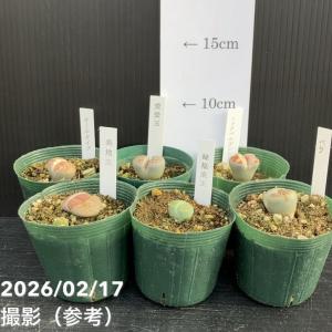 リトープス 2.5号 6品種セット|観葉10-TUの詳細画像1