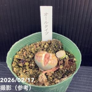 リトープス 2.5号 6品種セット|観葉10-TUの詳細画像3