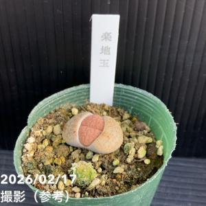 リトープス 2.5号 6品種セット|観葉10-TUの詳細画像4