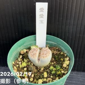 リトープス 2.5号 6品種セット|観葉10-TUの詳細画像5