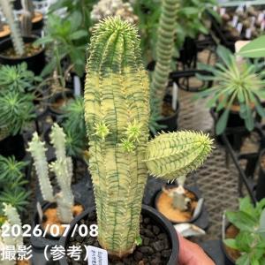 【現品お届け】ユーフォルビア オベサ 梵天錦 ...の詳細画像1