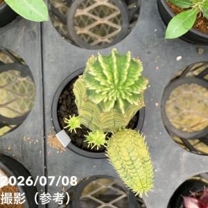 【現品お届け】ユーフォルビア オベサ 梵天錦 ...の詳細画像2