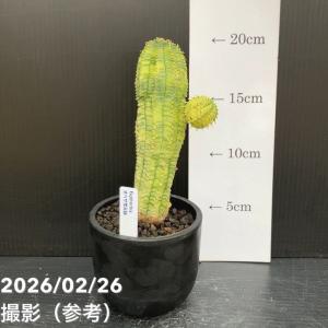 【現品お届け】ユーフォルビア オベサ 梵天錦 ...の詳細画像3