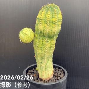 【現品お届け】ユーフォルビア オベサ 梵天錦 ...の詳細画像4