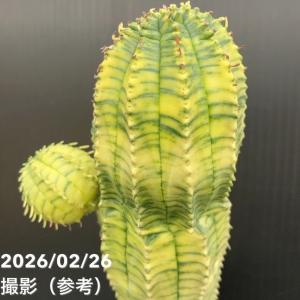 【現品お届け】ユーフォルビア オベサ 梵天錦 ...の詳細画像5