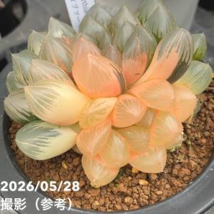 【現品お届け】ハオルチア オブツーサ錦 4号（1）｜観葉10-TU